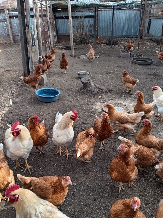 Куры Ломан браун