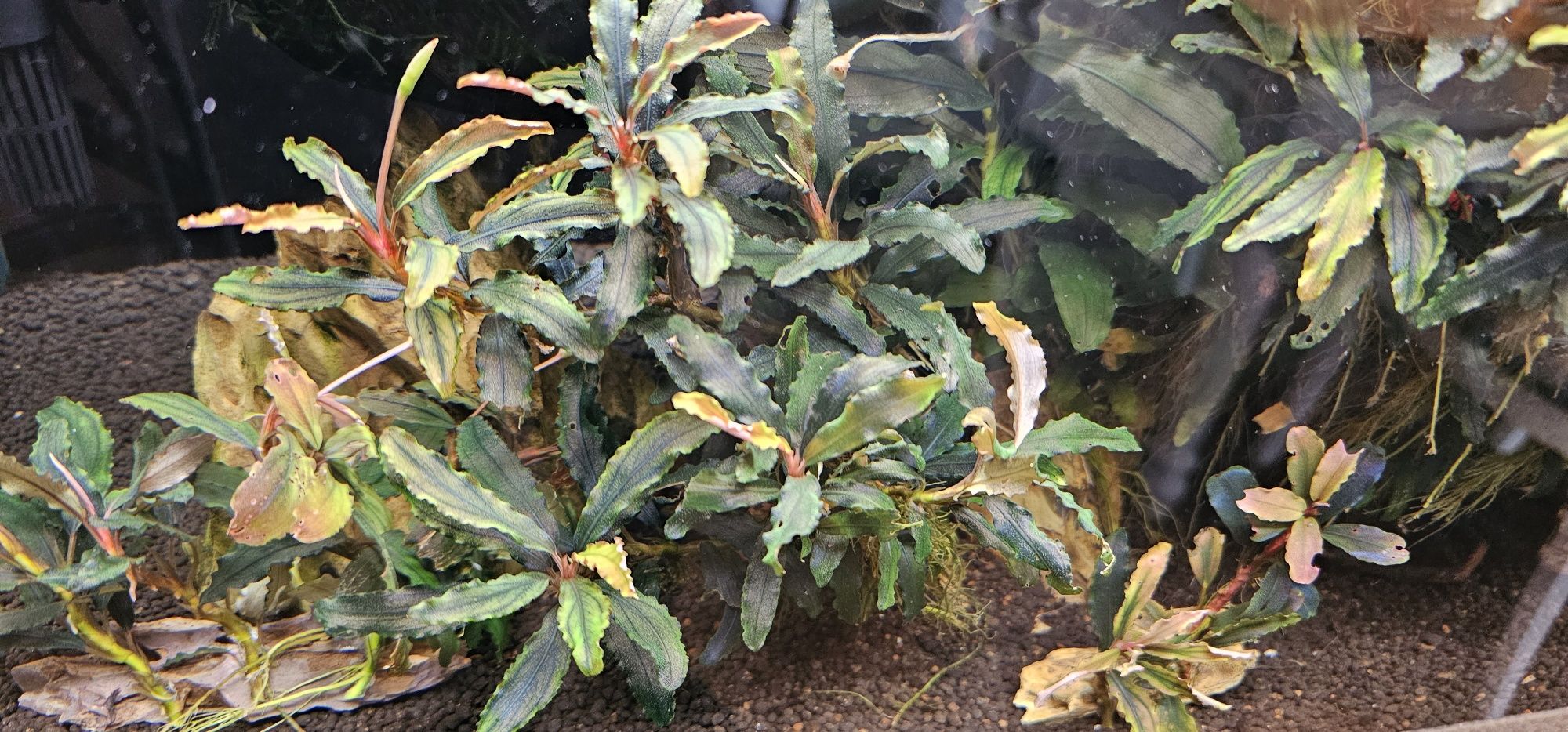 Bucephalandra plante acvariu
