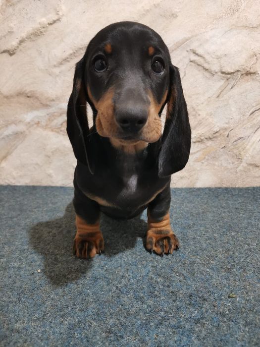 Vând cățel Teckel cu pedigree