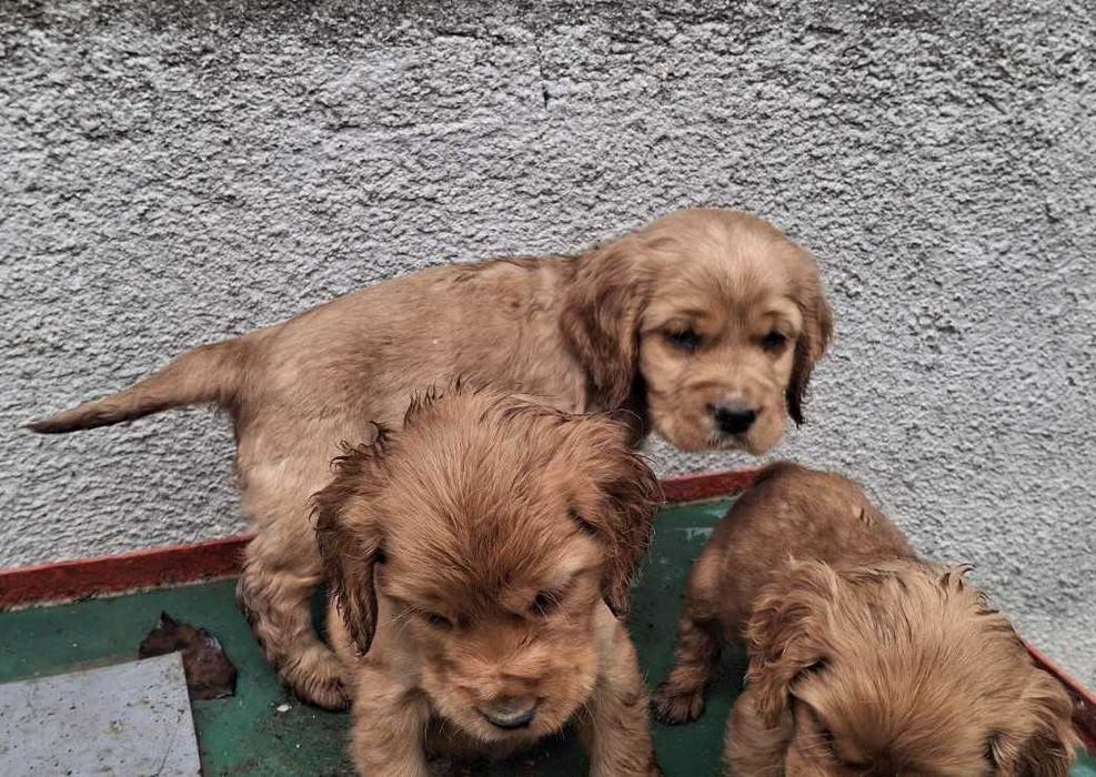 Английски кокер шпаньол куценца чистокръвни