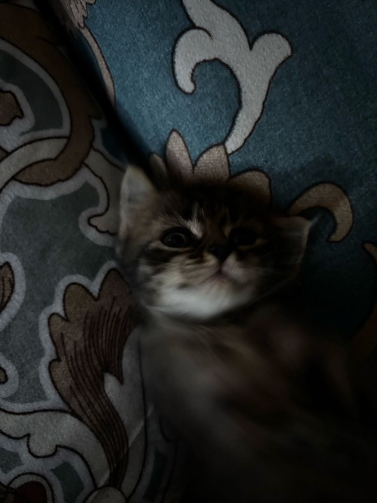 котенок девочка месяц