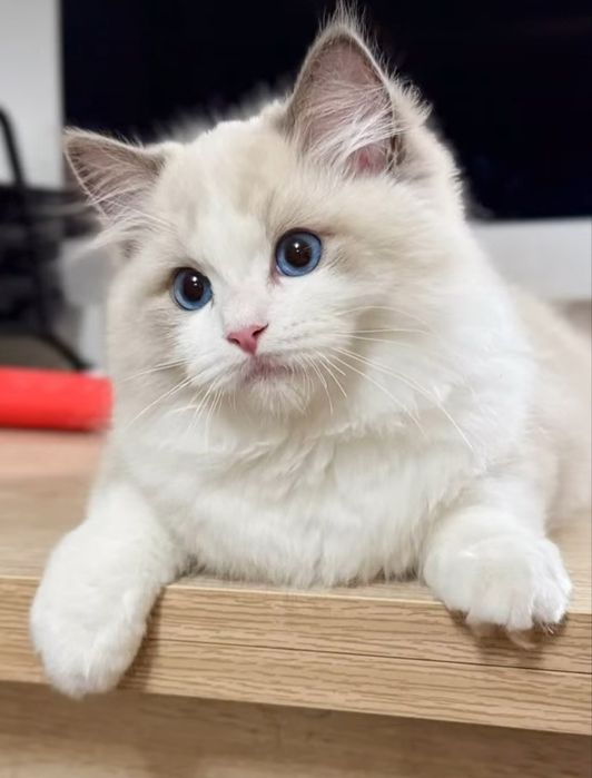 Regdoll, Регдолл