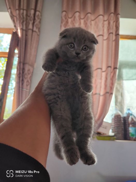 2 ойлик скотиш фолд киз бола тозза парода