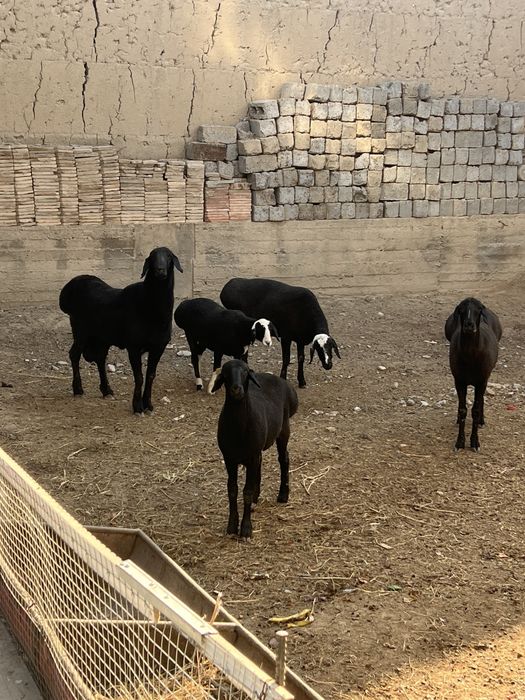 Тоза куйлар срочно сотилади, бокиб купайтириш учун!