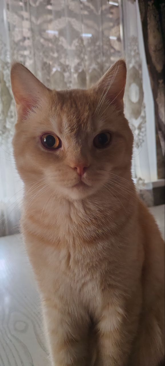 Mushuk sotiladi zotdor