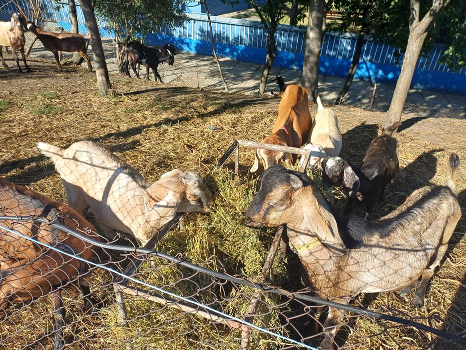 Vând capre și iede anglonubian