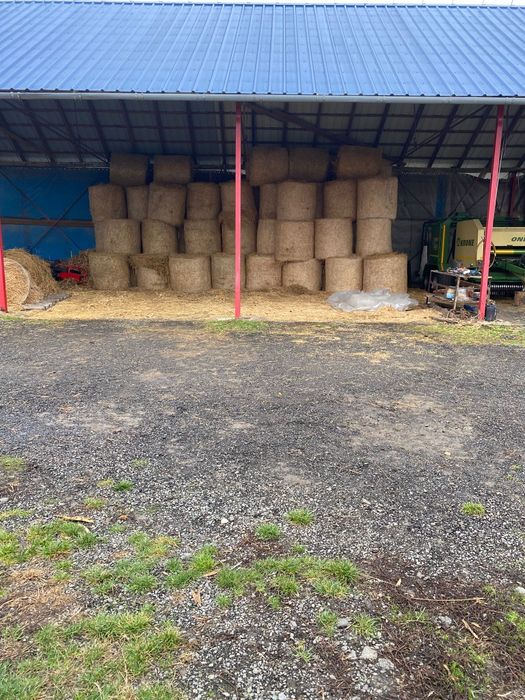 Vand Baloti de paie 60 lei/buc