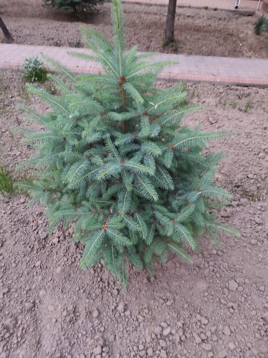 Арчалар Голубой Ел Италиянский срочно сотилади