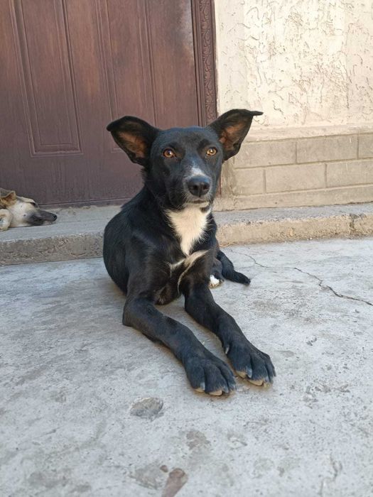 Отдаю собаку  в добрые руки