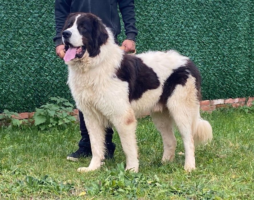 Ciobănesc Românesc de Bucovina