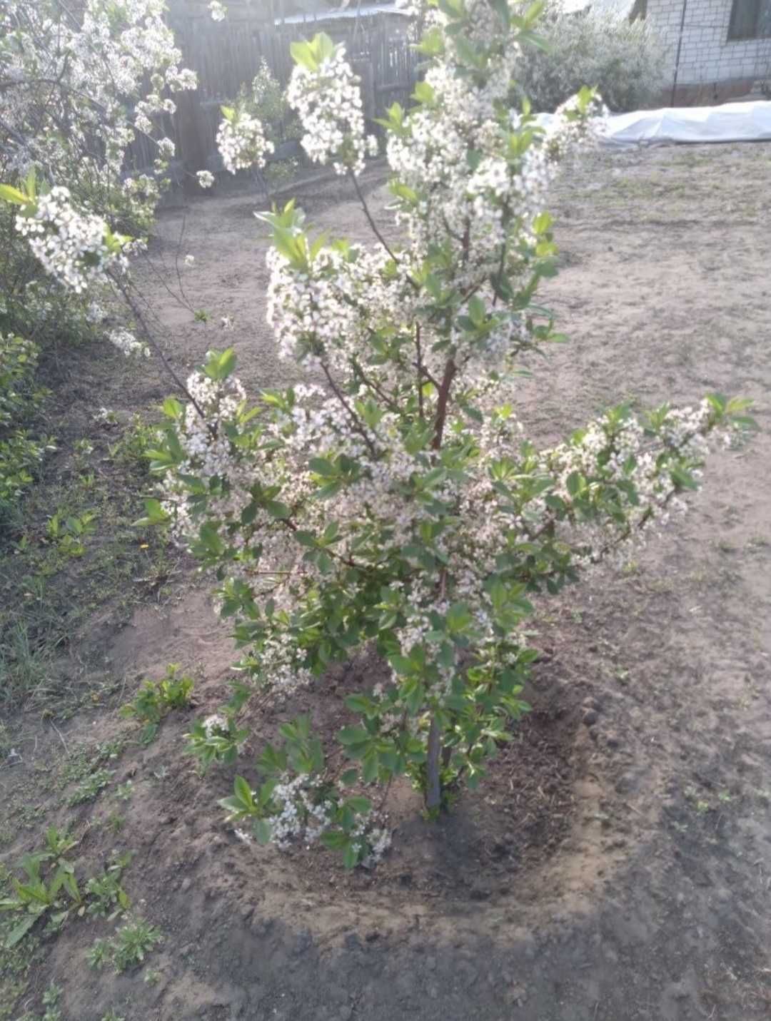 Саженцы вишни крупной