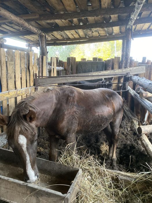 Лошади с окорма от 550000 целиком возраст 2 года и 2,5