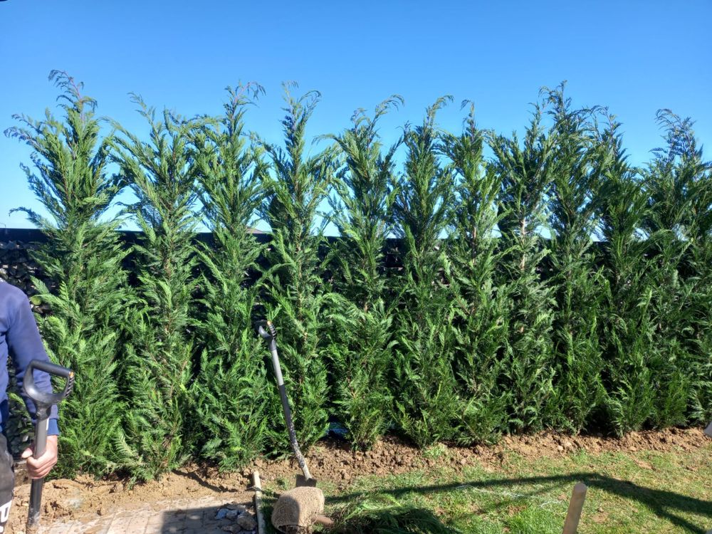 Leylandii 1.40-3m