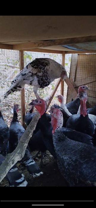 курка сотилади Тошкент