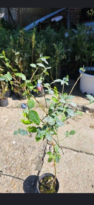 Aluni soiuri.Nuci altoiti Chandler Cires.Prun.Aronia.Afin.Migdal>RO.UE