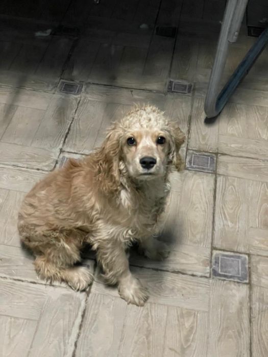 Собака породы- Спаниель