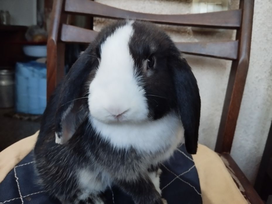 Oq qora dekarativ quyon sotiladi