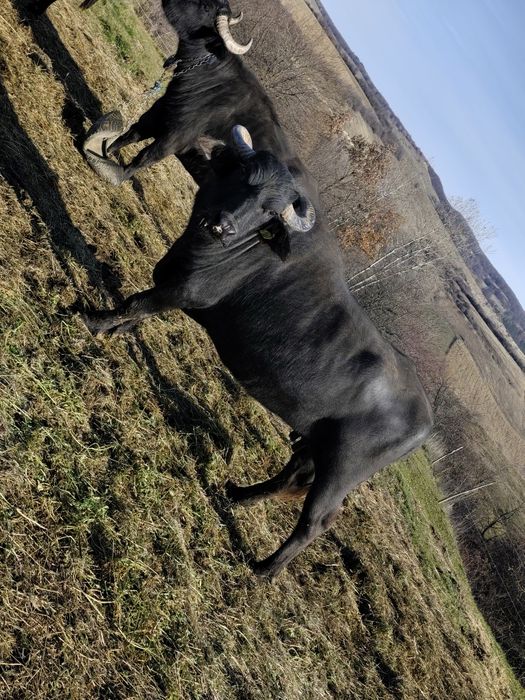 Bivolitā de vânzare !