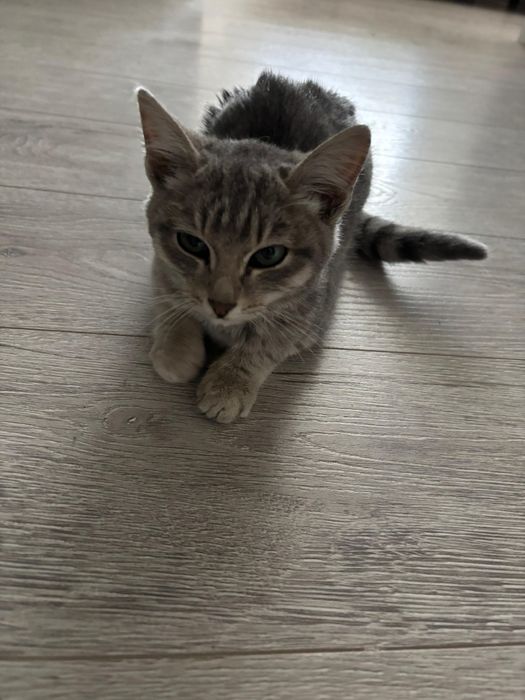 Отдам котенка (девочка)в добрые руки