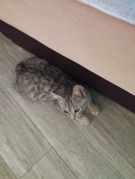 Donez 2 pisoi frumosi, sanatosi jucausi, rasa comuna