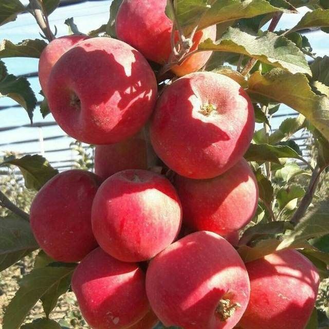 Olma kuchatlari.ishonchli tanlovda adashmang