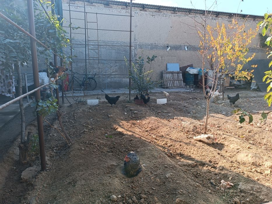 Домашние хуроз ва товуклар сотилади