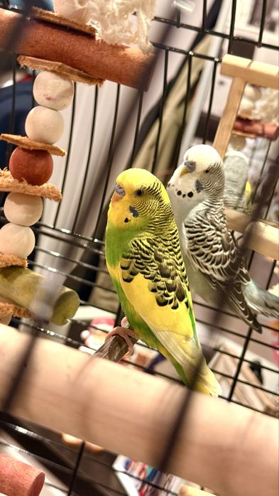 PawHut Colivie pentru pasari si canari, voliera pentru papagali