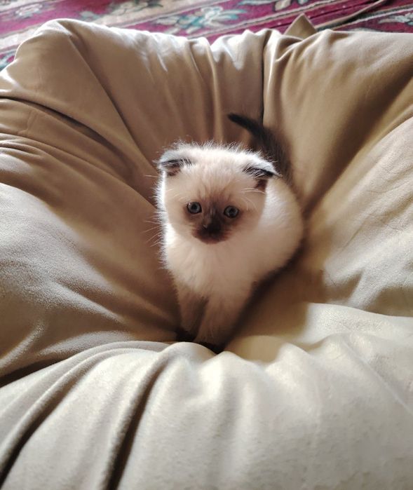 Продаются котята