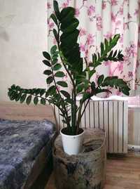 Продам растение Замиокулькас - Долларовое дерево