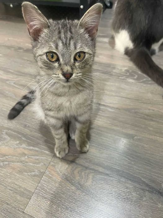 котенок мальчик в добрые руки