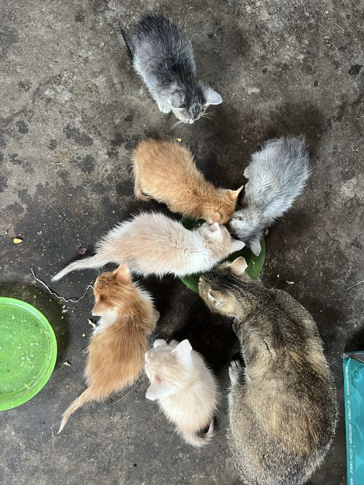 Donez pui de pisică