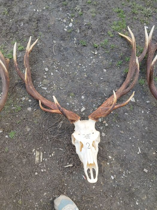 Trofee de cerb frumoase 1500 lei bucata