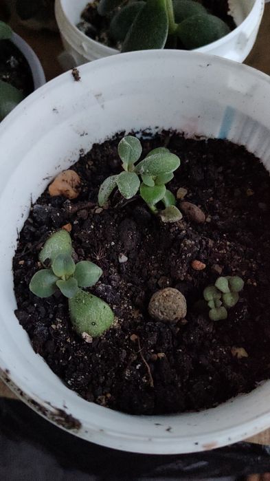 Vând planta decorativa Crassula și Regina Purpurie