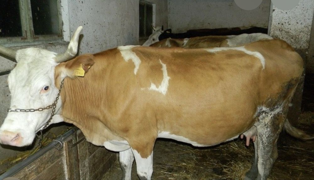 Vand vaca bălțată