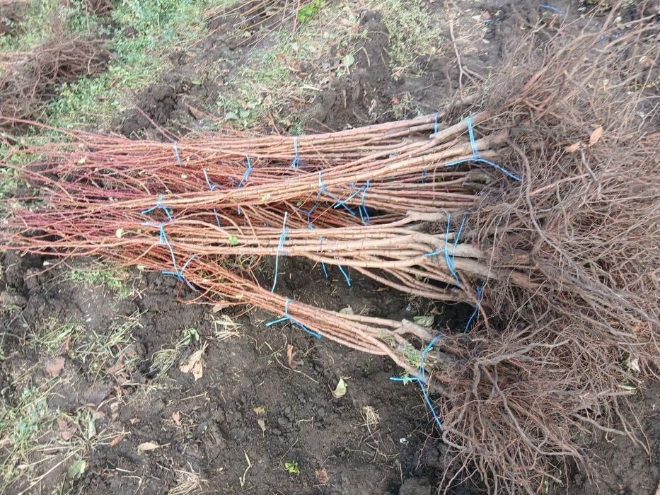 Vând pomi fructiferi altoiți