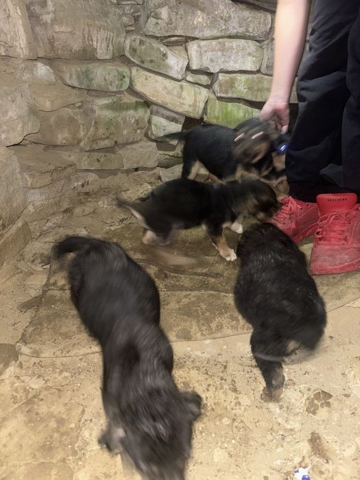 doman 5 pui de catel