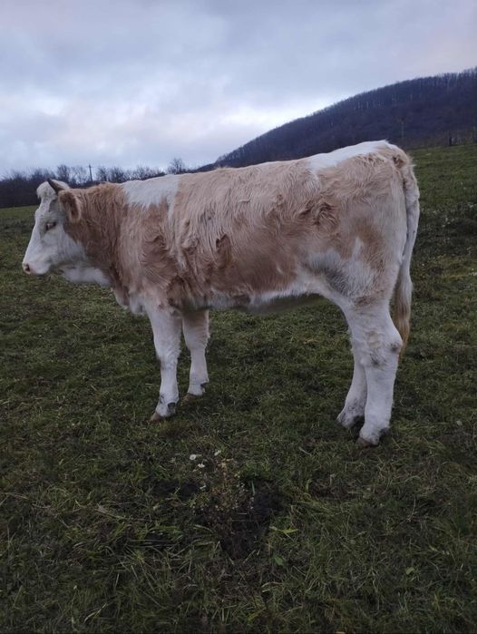 Vând juninca gestanta frumoasa