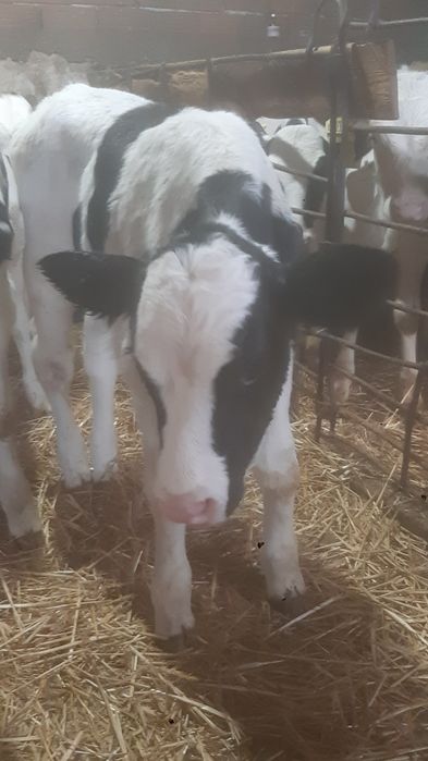 Мъжки телета сукалчета черно шарени