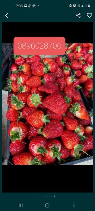 предлагам страхотен расат ягуди