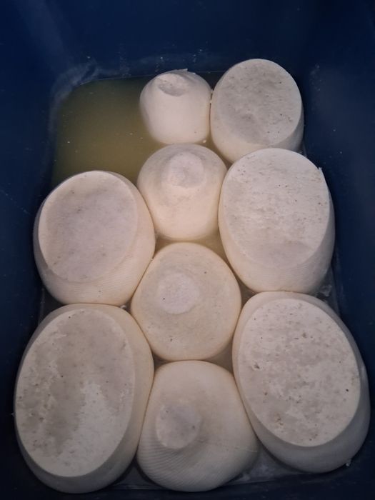 Telemea de oaie veche  30 de lei kg angro