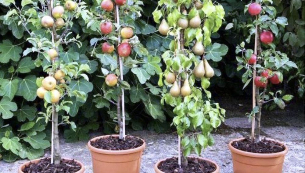 Pomi columnari varietate de soiuri