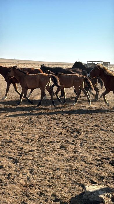 Жабагылар сатылады