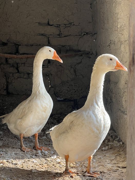 Gozlar arzonga sotiladi