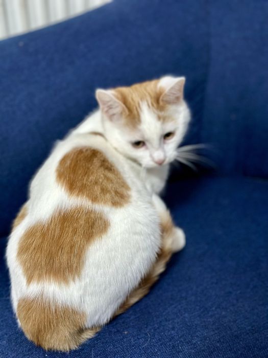 Motanel pentru adoptie