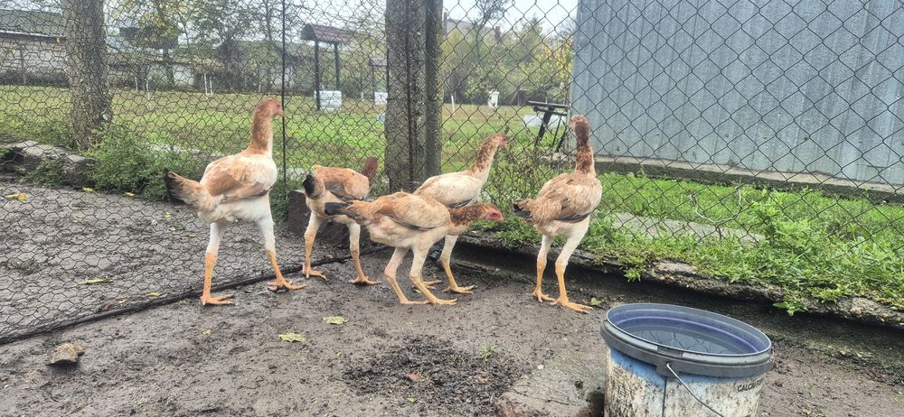 Perechi combatant malaez