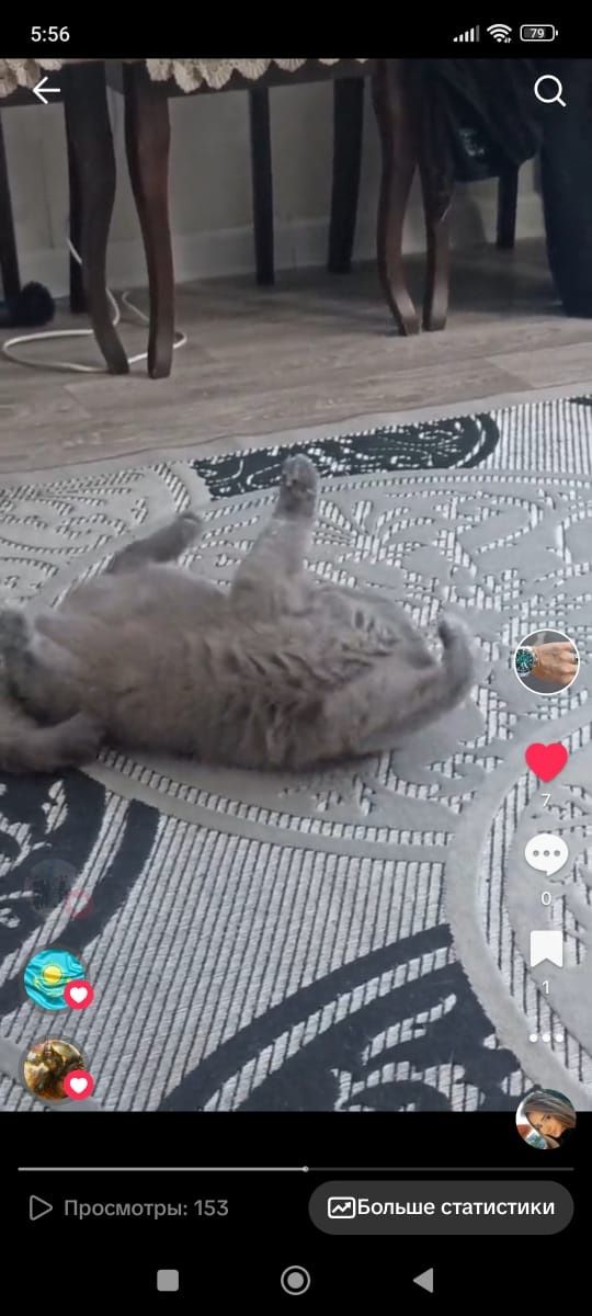 Кошка британка муйза