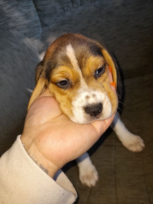 Oferta azi! Puiuti beagle tricolor și silver