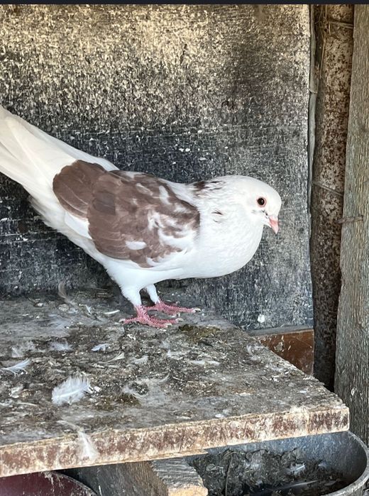 18 porumbei 200 lei toți