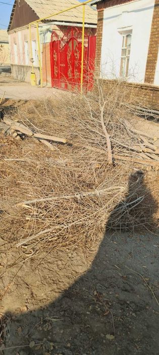 Талдың ағашын тегін беремін