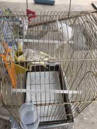 Papagali nimfe 3 ani cu colivie
